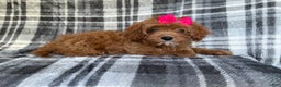 Cavapoo dogs for sale: Raven - Ad 1