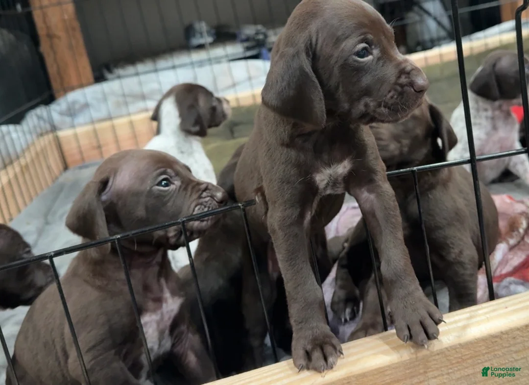 German Shorthaired Pointer dogs for sale: German Shorthaired Pointer Puppy 1 - Ad 1