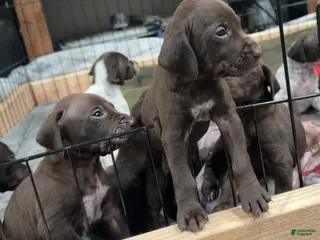 German Shorthaired Pointer dogs German Shorthaired Pointer Puppy 1 - Ad 2