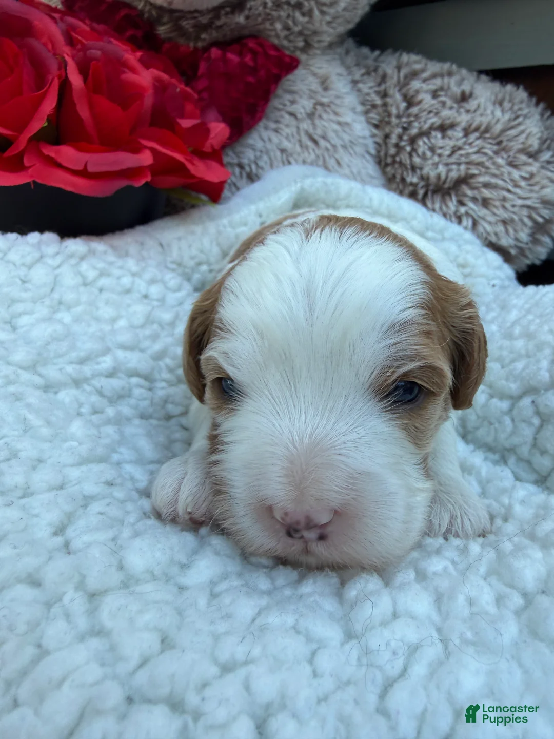 Cavapoo dogs for sale: Abby - Ad 1