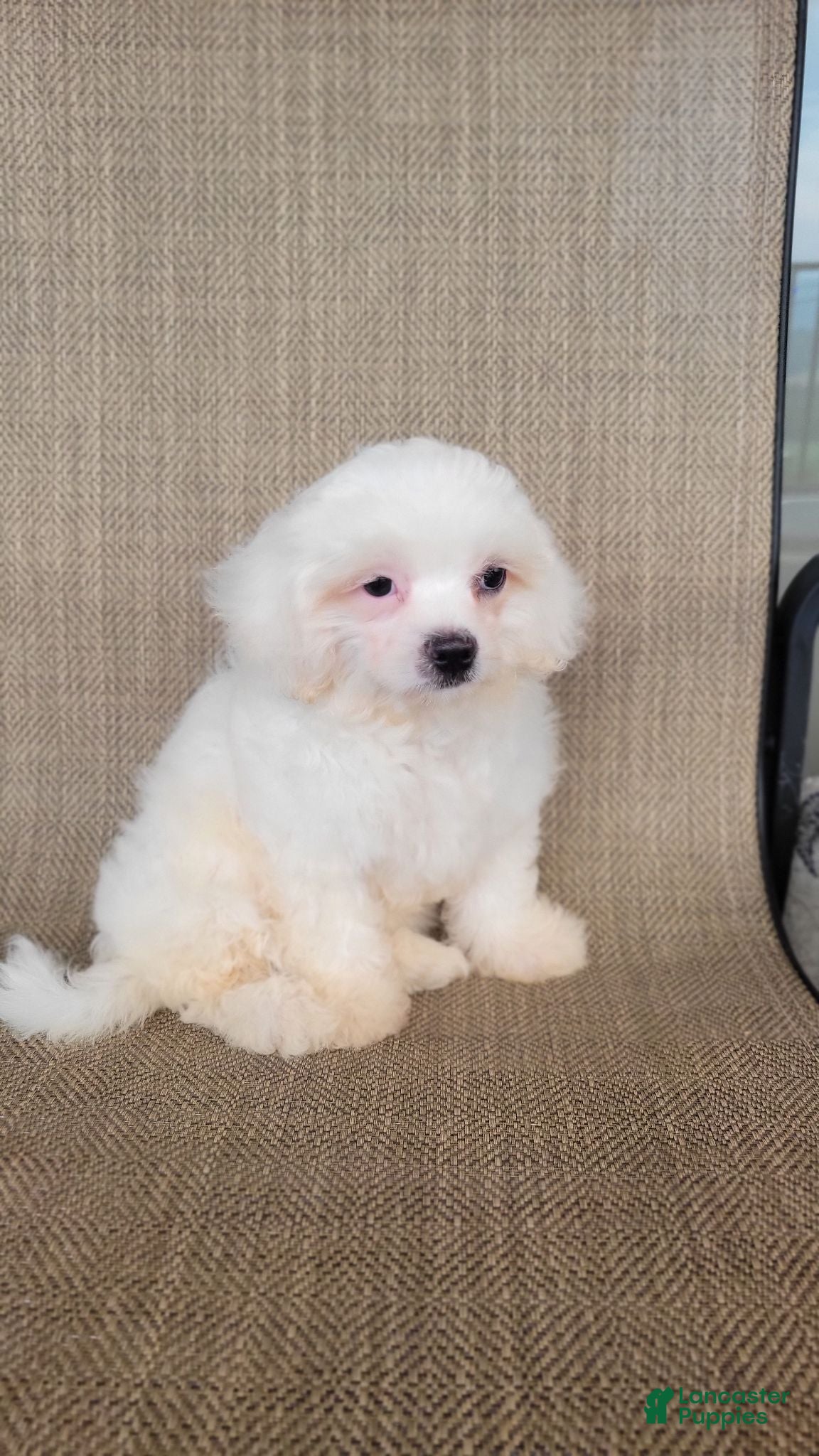 Teddy Bear dogs Pearl - Ad 1