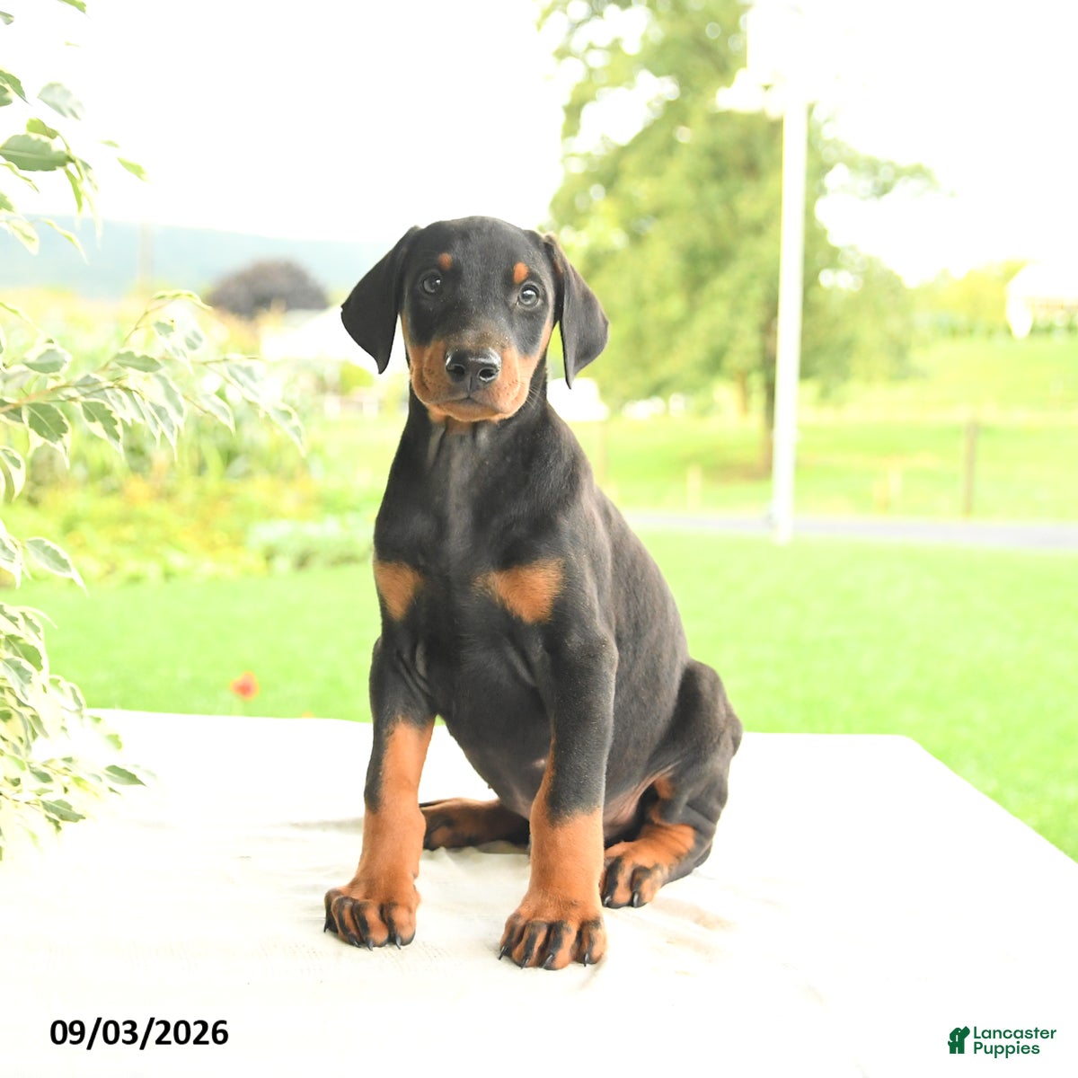 Doberman Pinscher dogs Zinnia - Ad 2