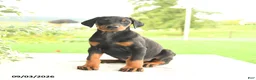 Doberman Pinscher dogs for sale: Zinnia - Ad 2