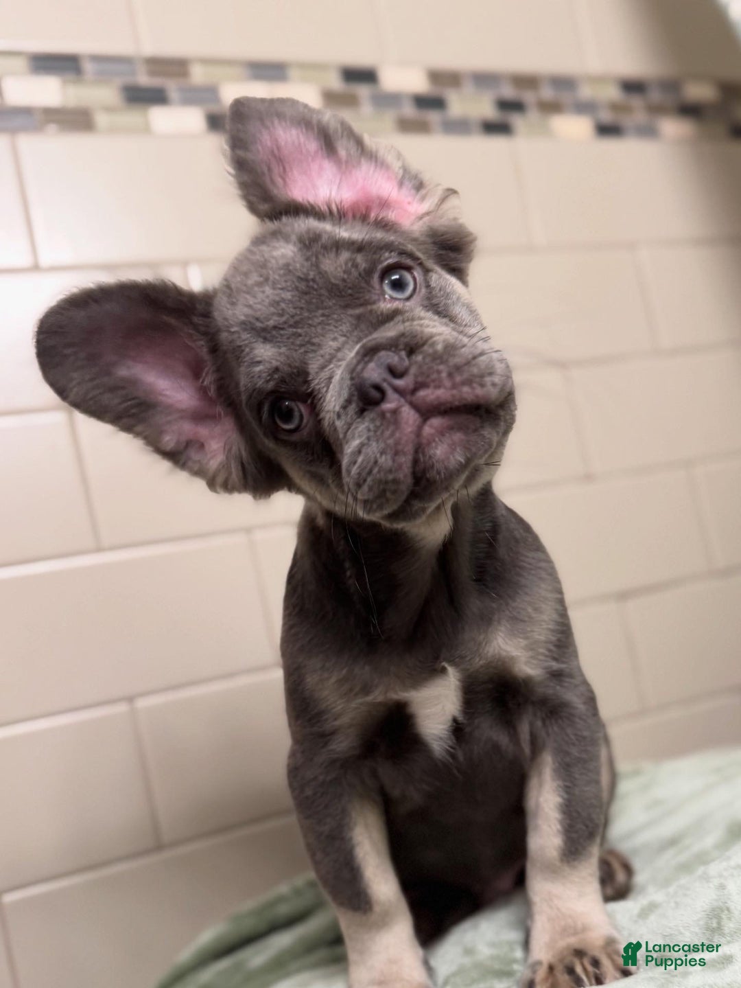 French Bulldog dogs for sale: Lilac tan fluffy french bulldog  - Ad 5