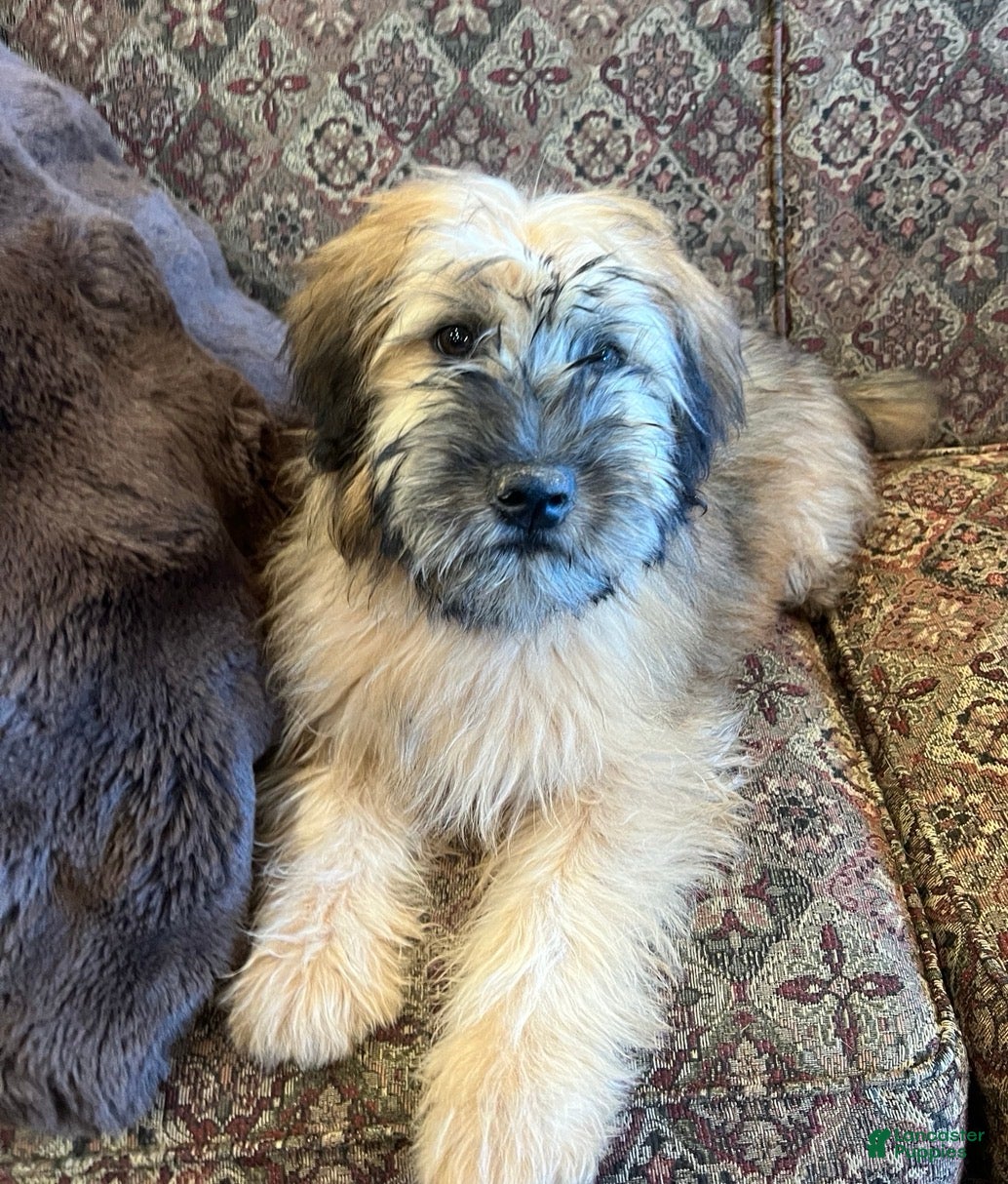 Soft Coated Wheaten Terrier dogs Zane - Ad 1