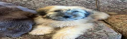 Soft Coated Wheaten Terrier dogs for sale: Zane - Ad 1