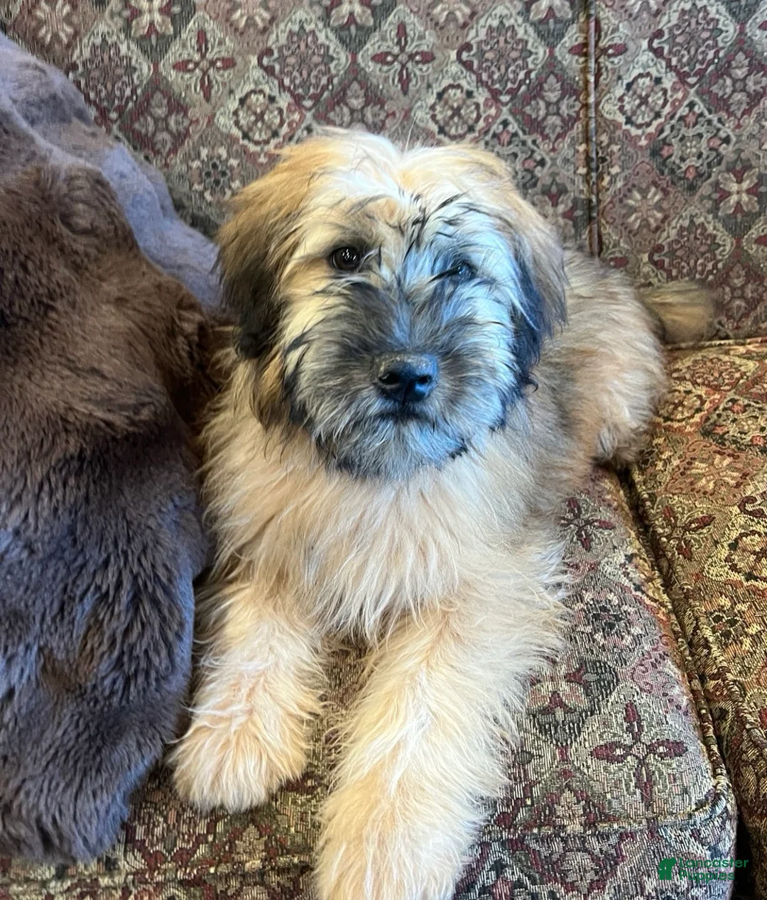 Soft Coated Wheaten Terrier dogs for sale: Zane - Ad 1