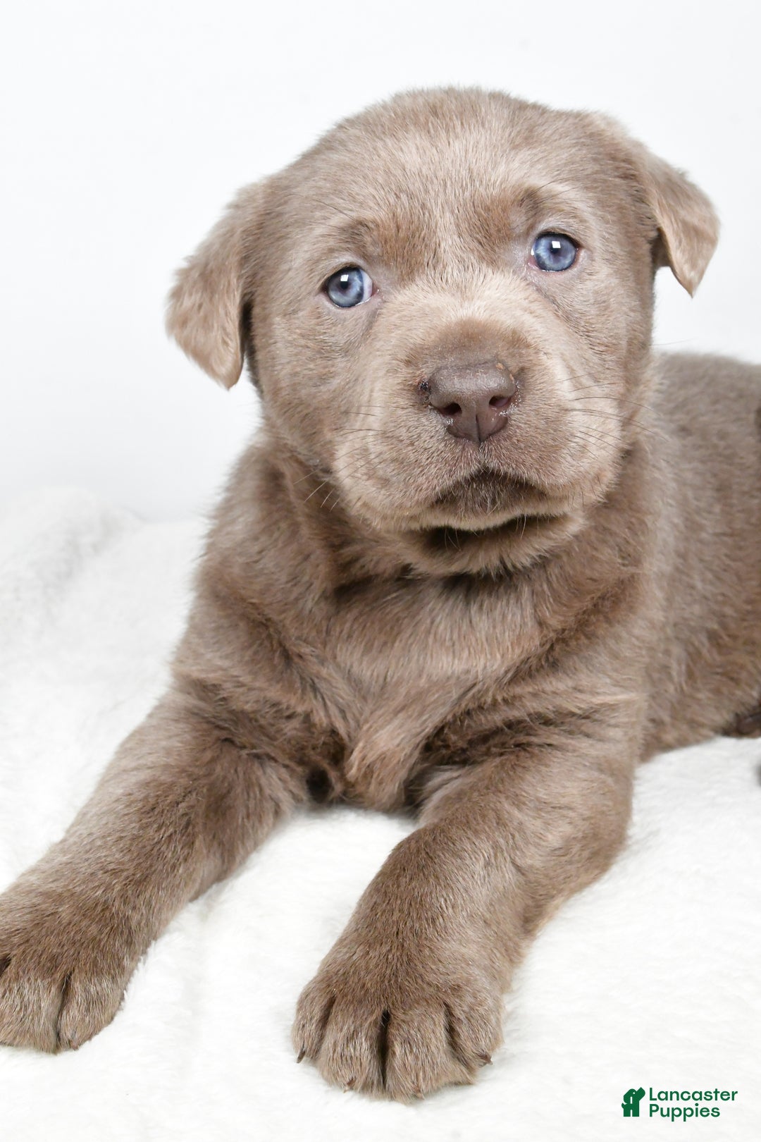 Labrador Retriever dogs for sale: Luna - Ad 11