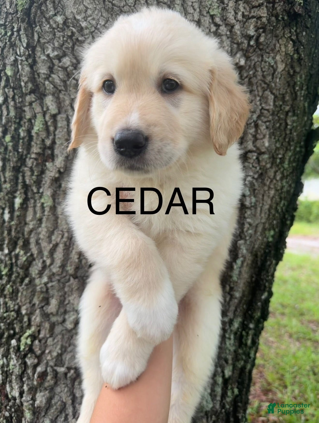 Mixed Breed dogs Cedar - Ad 41