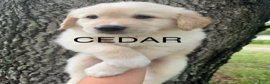 Cedar