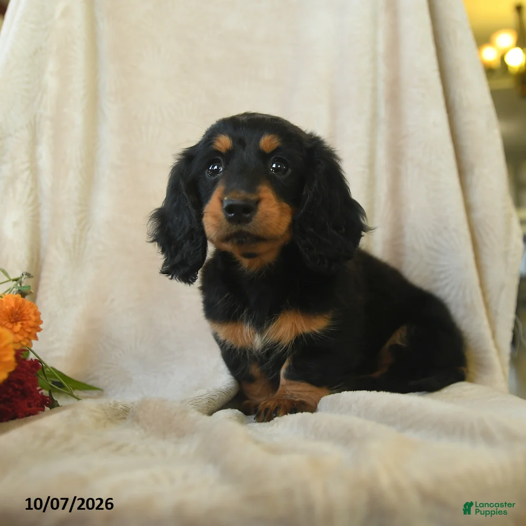 Miniature Dachshund dogs for sale: Kassie - Ad 2