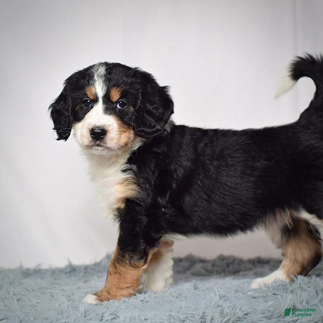 Bernedoodle dogs for sale: Ms. Velvet - Ad 3