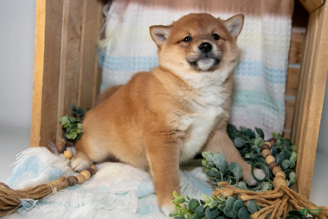 Shiba Inu dogs for sale: Louie - Ad 3