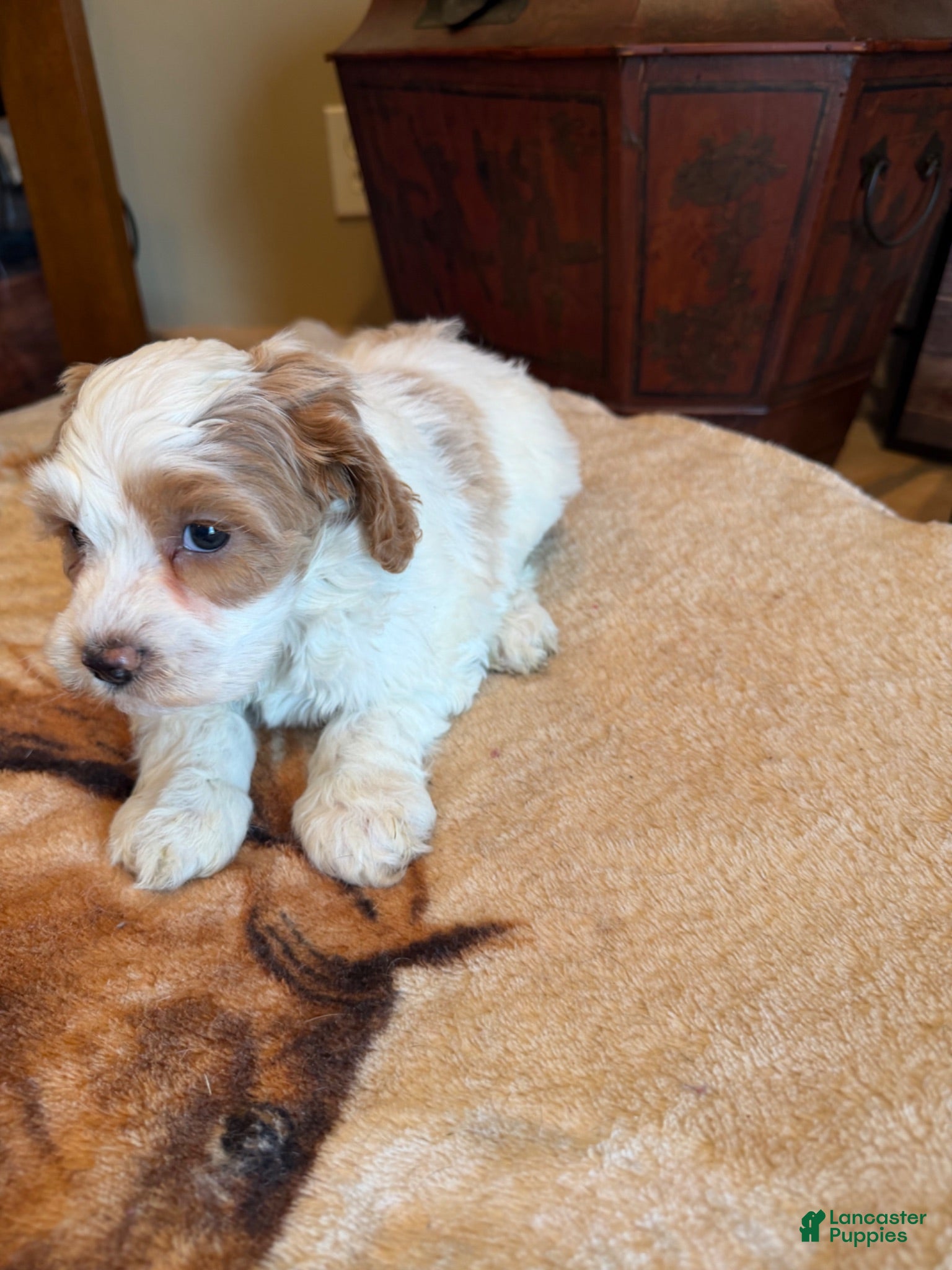 Cockapoo dogs Deja  - Ad 1