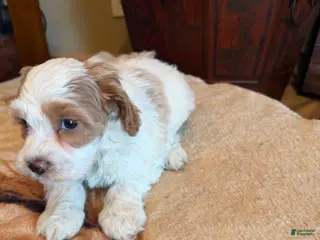 Cockapoo dogs for sale: Deja - Ad 4