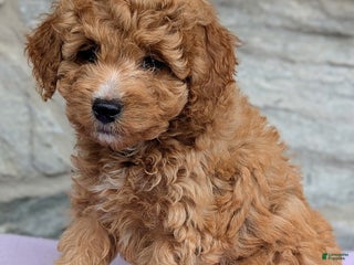 Mini Aussiedoodle dogs - Ad 28