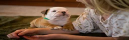 English Bulldog dogs for sale: Tony - Ad 3