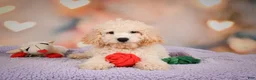 Cavapoo dogs for sale: pete - Ad 13