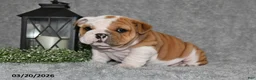 English Bulldog dogs for sale: Zakai - Ad 5