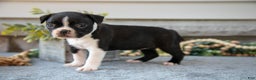 Boston Terrier dogs for sale: Fiona - Ad 3