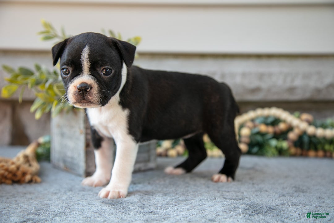 Boston Terrier dogs for sale: Fiona - Ad 3