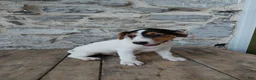 Jack Russell Terrier dogs for sale: Max - Ad 1