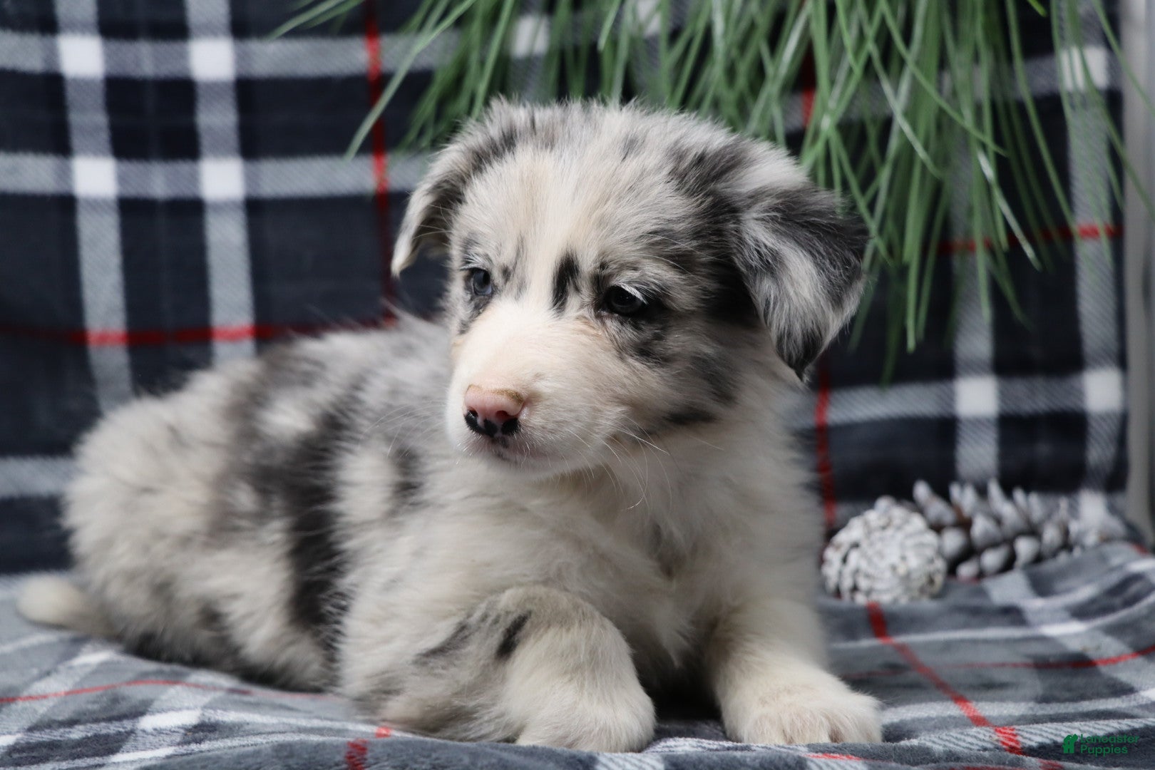 Border Collie dogs  Ozzy - Ad 25