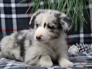 Border Collie dogs Ozzy - Ad 12