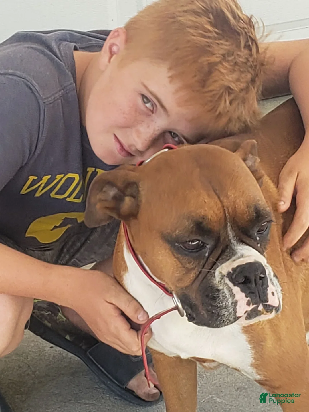 Boxer dogs for sale: Biscuit - Ad 2