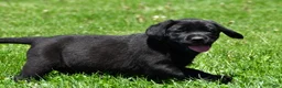 Labrador Retriever dogs for sale: Lacey - Ad 8
