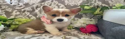 Welsh Corgi Pembroke dogs for sale: Mandy - Ad 8