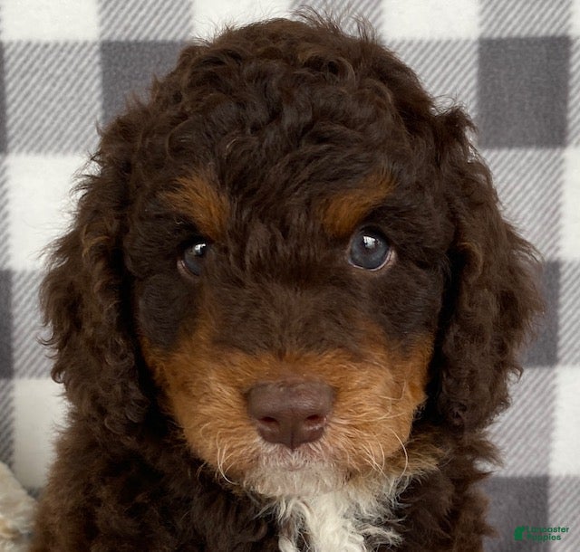 Mini Bernedoodle dogs Pierce - Ad 2