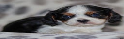 Cavalier King Charles Spaniel dogs for sale: Mya - Ad 3