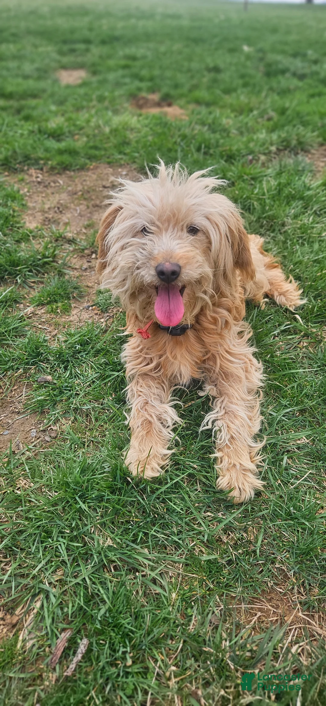 Mini Goldendoodle dogs for sale: Mini Goldendoodle Puppy 1 - Ad 1