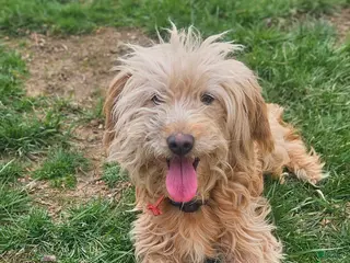 Mini Goldendoodle dogs Mini Goldendoodle Puppy 1 - Ad 22