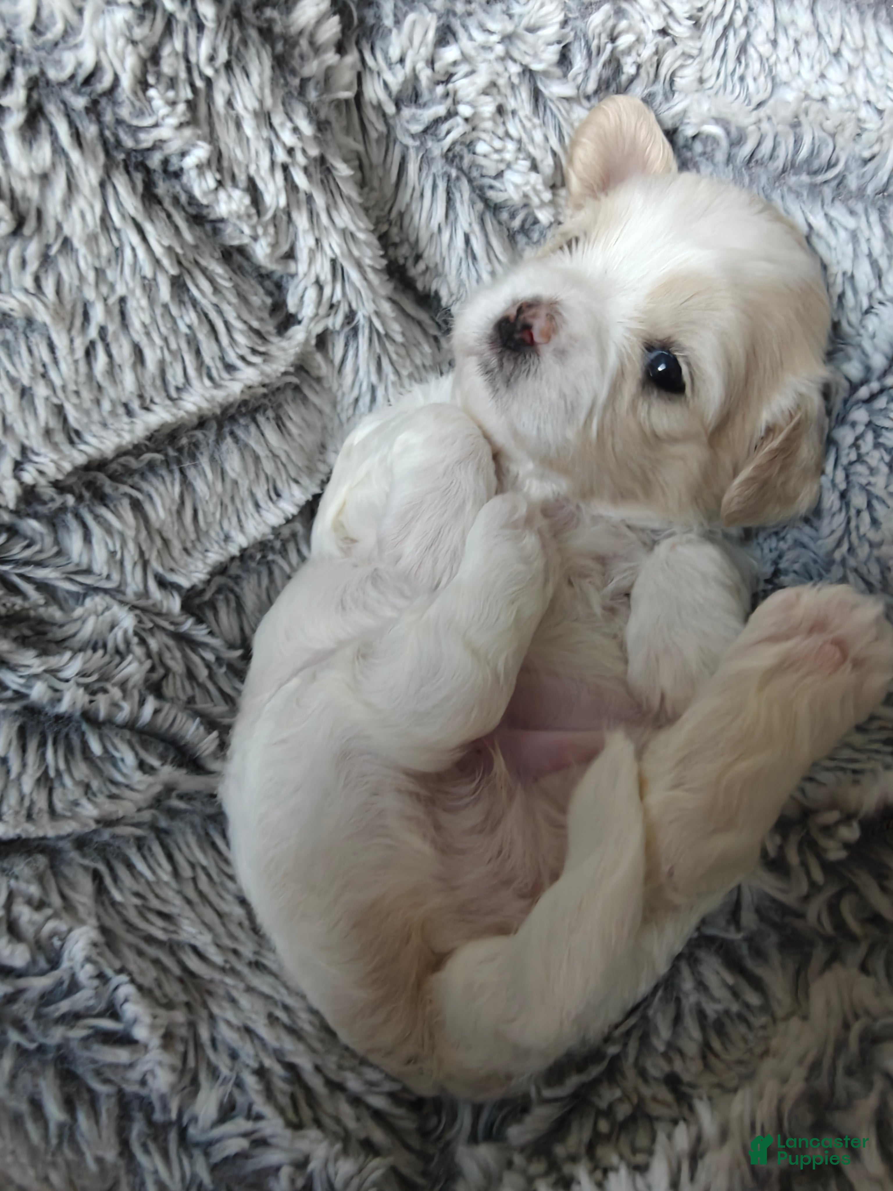 Mixed Breed dogs for sale: Chai - Ad 1