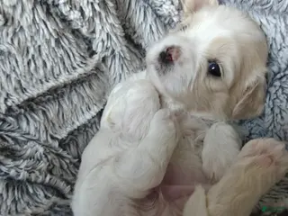 Mixed Breed dogs Chai - Ad 37