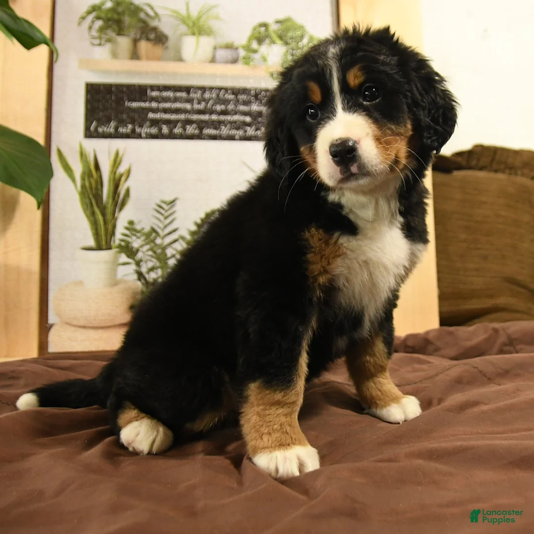 Bernedoodle dogs for sale: Riley - Ad 5