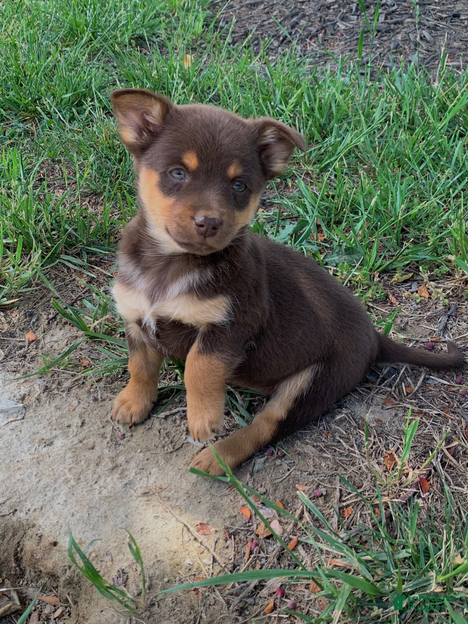 Mixed Breed dogs Mixed Breed Puppy 4 - Ad 41