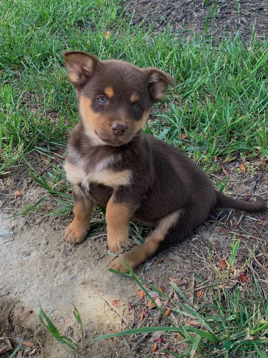 Mixed Breed dogs for sale: Mixed Breed Puppy 4 - Ad 1