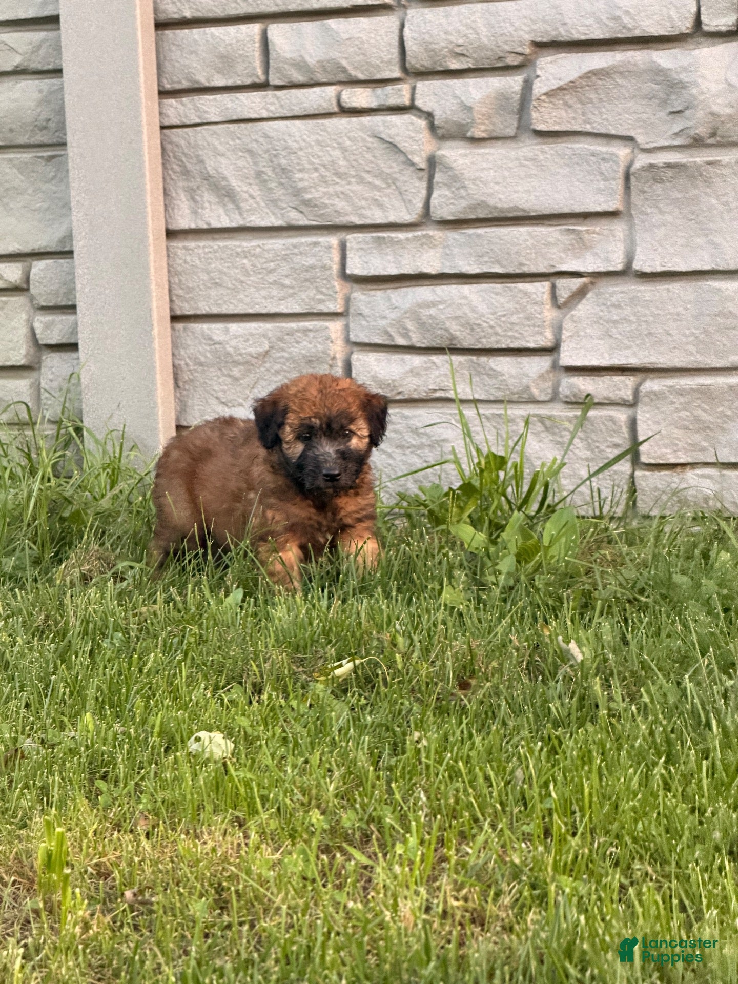 Soft Coated Wheaten Terrier dogs Soft Coated Wheaten Terrier 1 - Ad 7