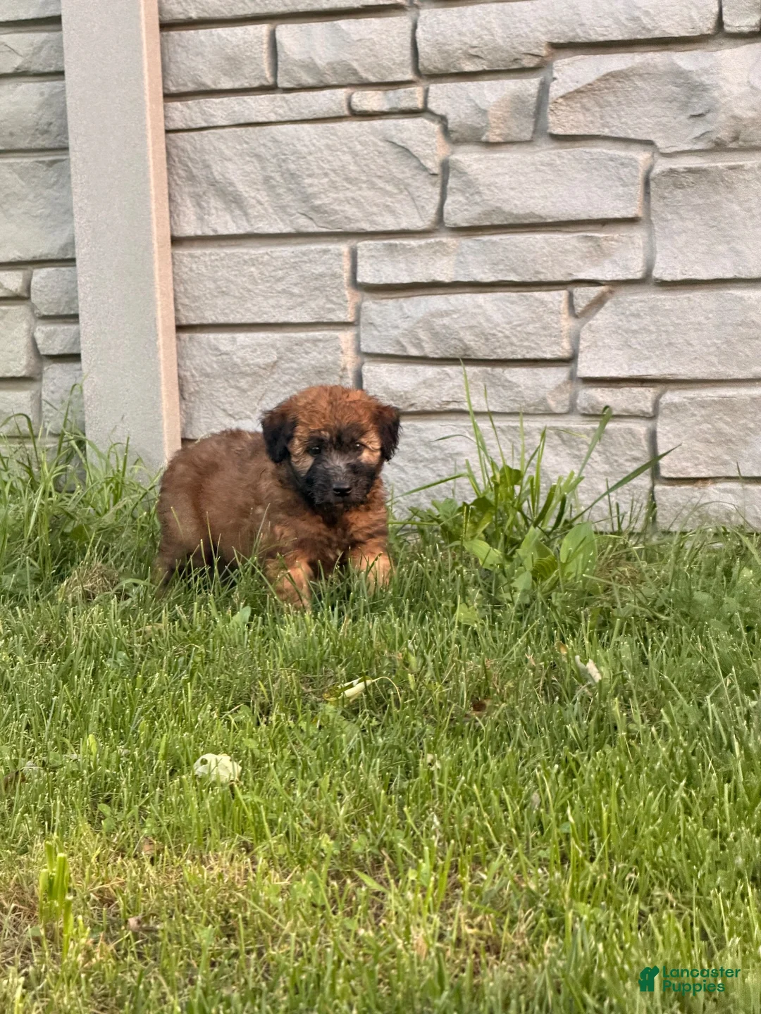 Soft Coated Wheaten Terrier dogs for sale: Soft Coated Wheaten Terrier 1 - Ad 1