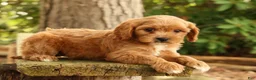 Cavapoo dogs for sale: Susie - Ad 9