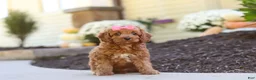 Cockapoo dogs for sale: Willow - Ad 20