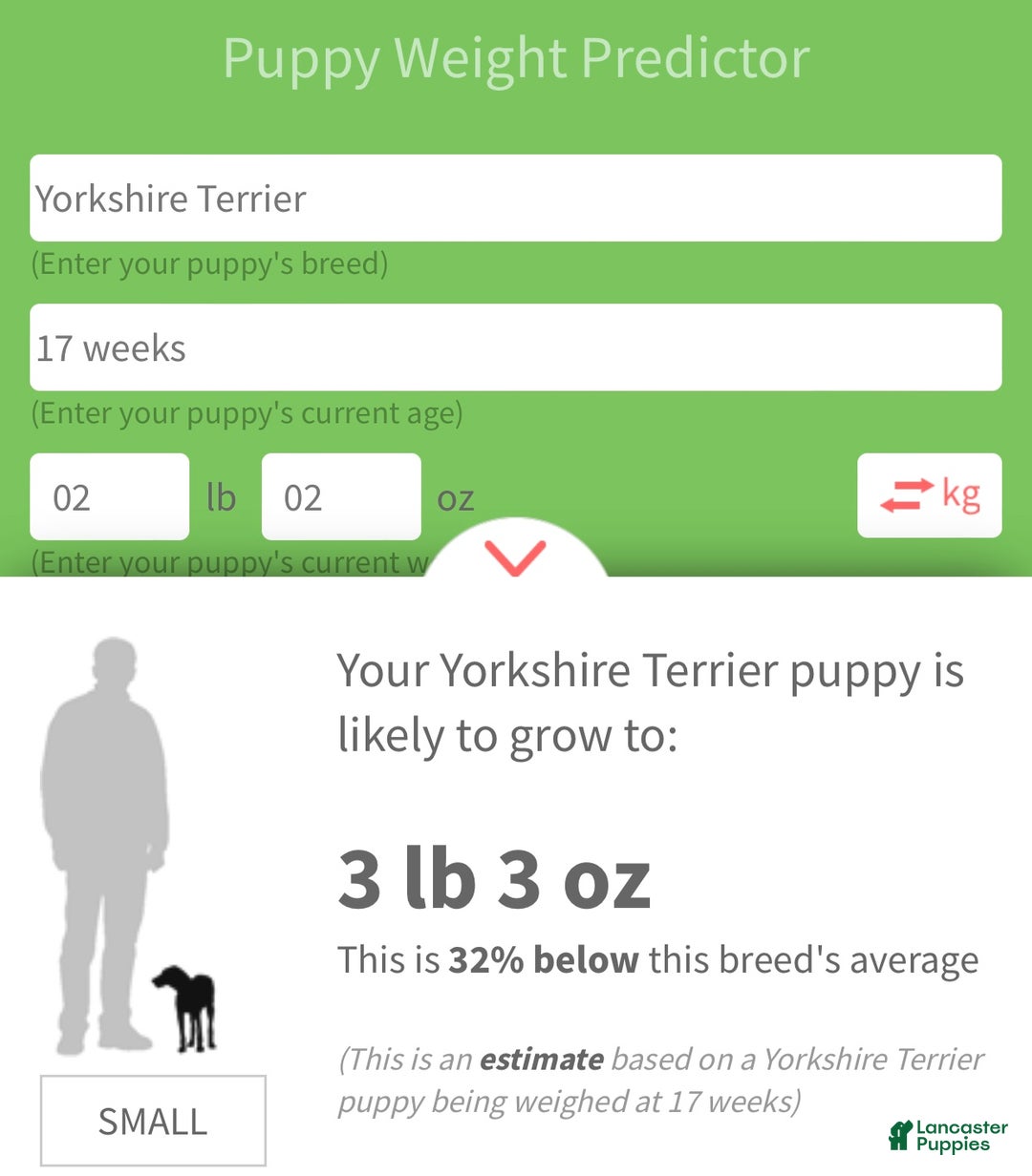 Yorkshire Terrier dogs for sale: Yorkshire Terrier Puppy 1 - Ad 5