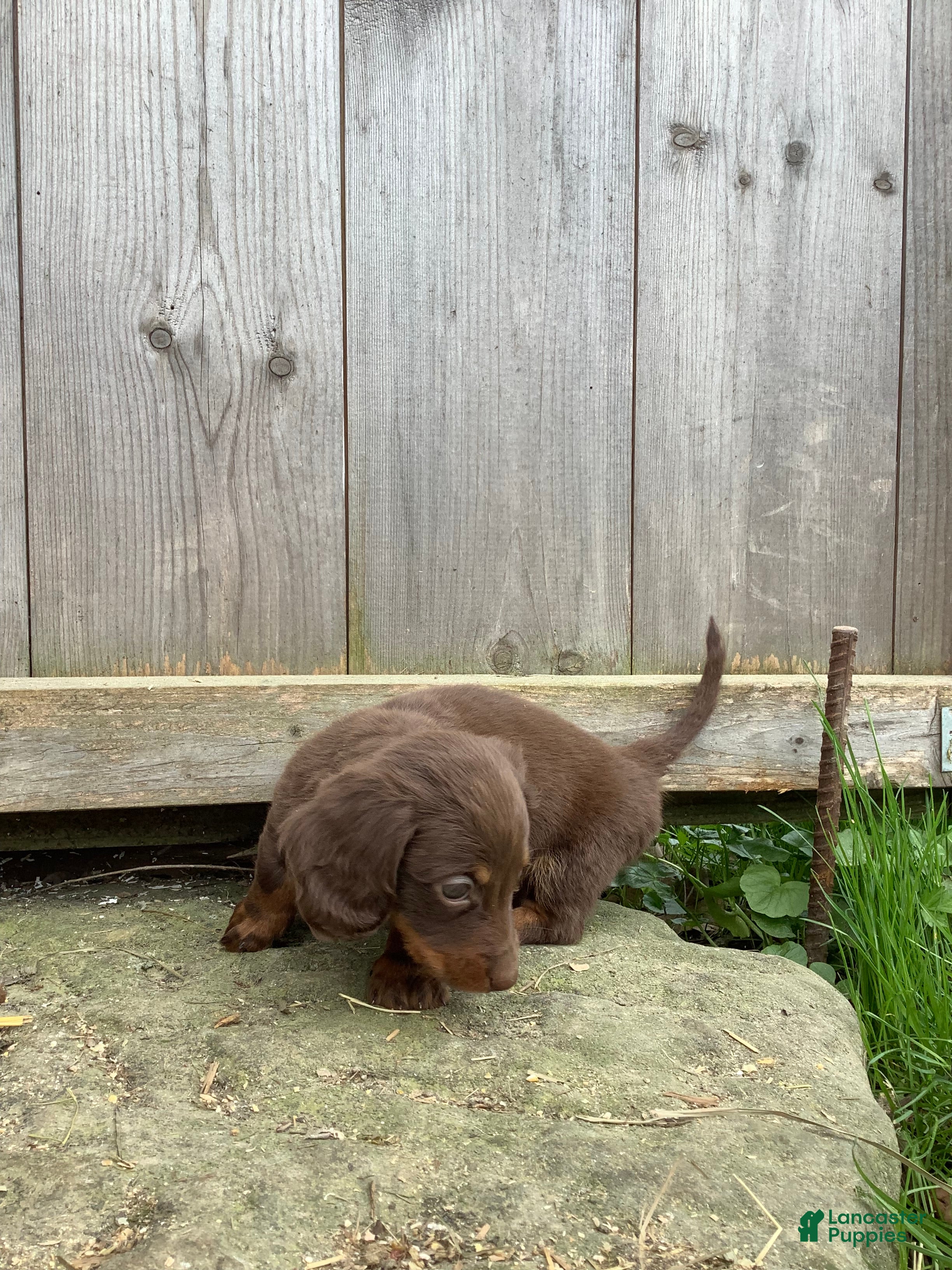 Dachshund dogs Marley - Ad 2