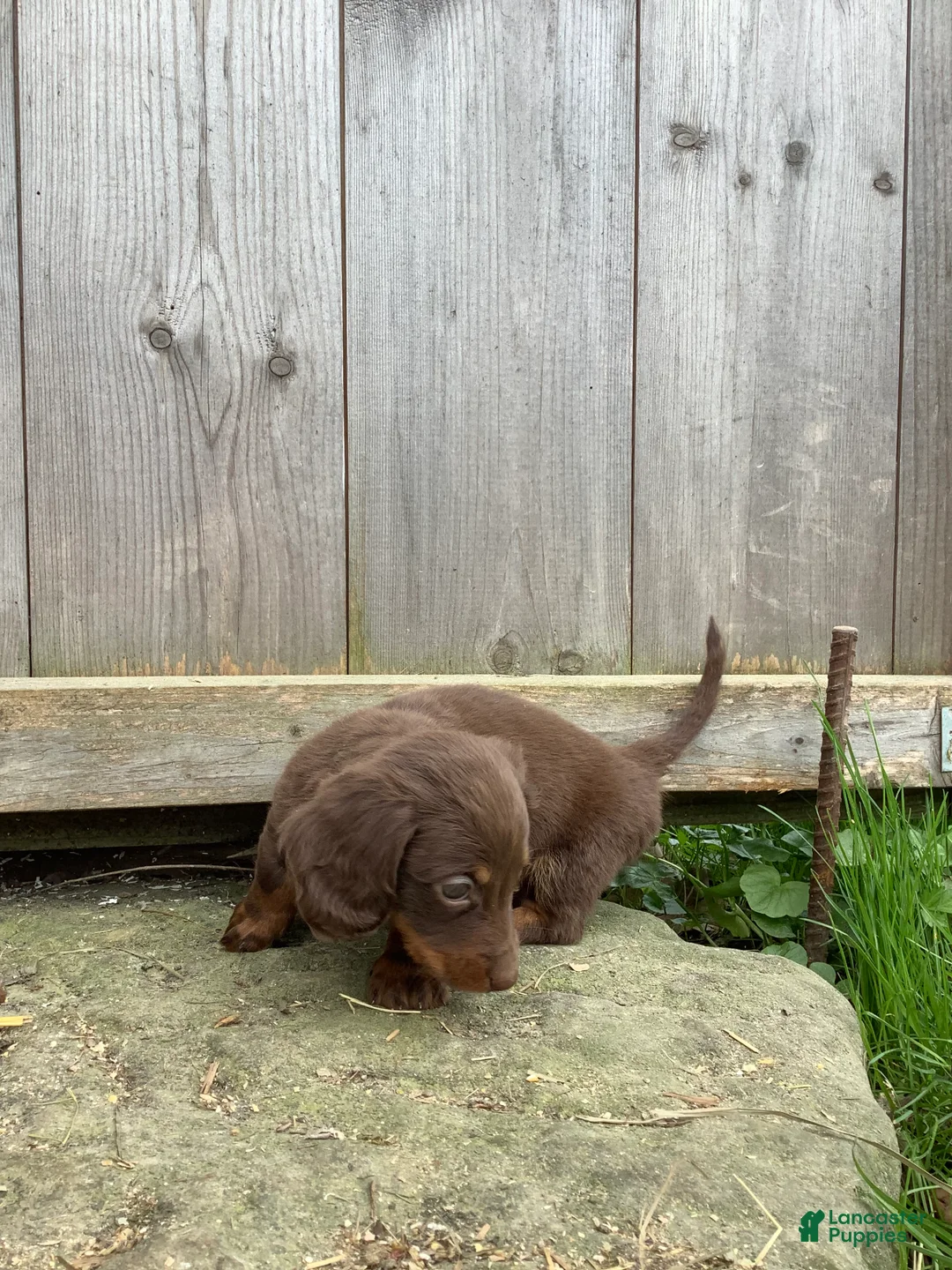 Dachshund dogs for sale: Marley - Ad 2