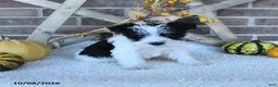 Miniature Schnauzer dogs for sale: Anika - Ad 1