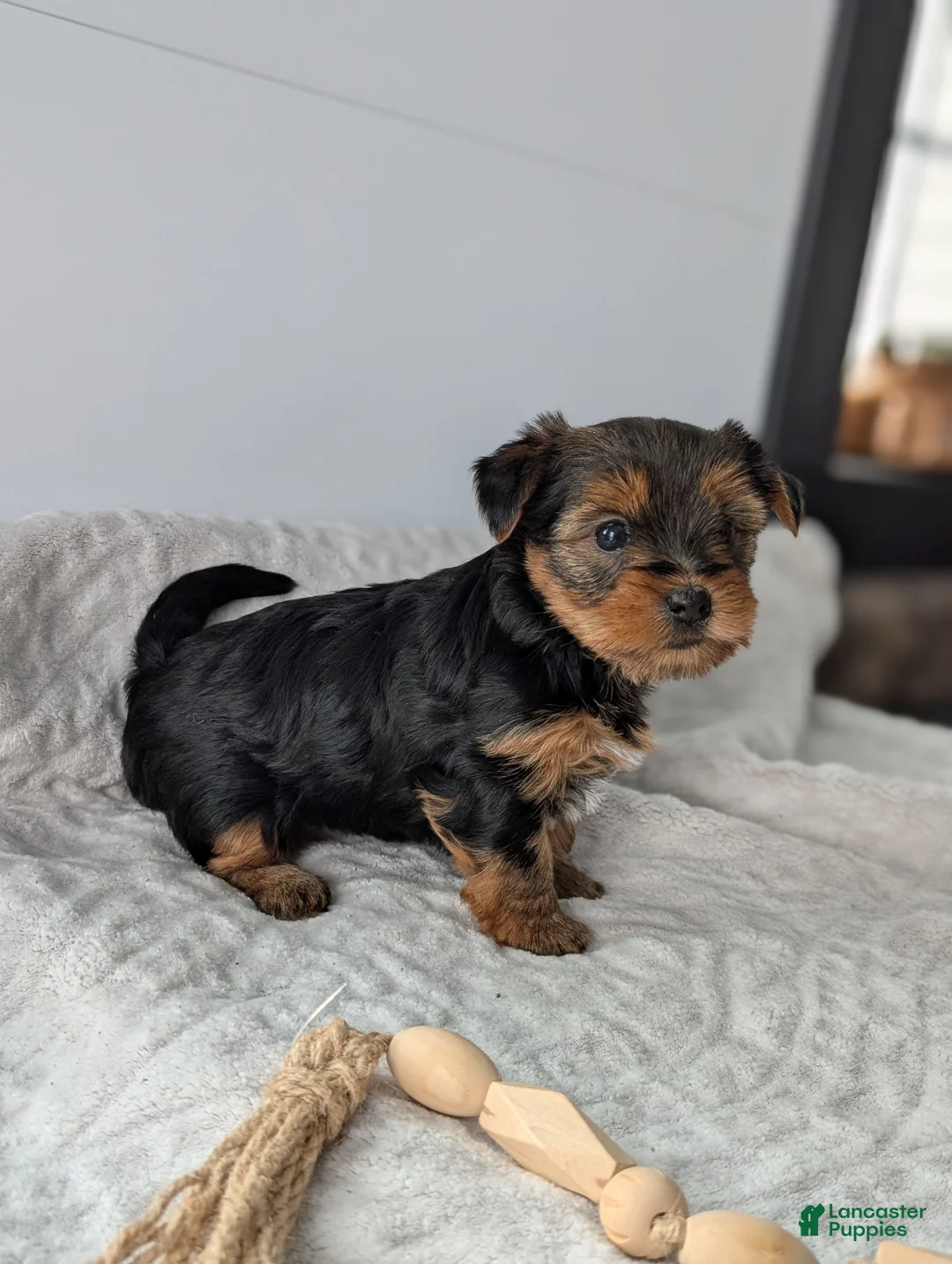 Yorkshire Terrier dogs for sale: Dutchess  - Ad 7