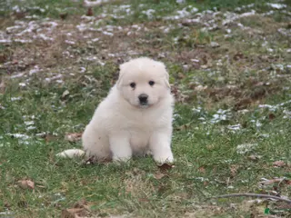 Mixed Breed dogs Romeo - Ad 22